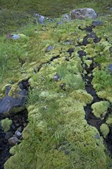 Images Dated 9th August 2006: Streamlets running through moss covered shaded North side of Mountain Slope Paradise