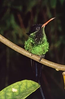 Streammer-tailed Humming Bird