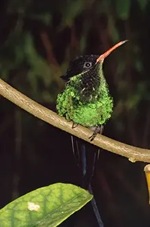 Streammer-tailed Humming Bird