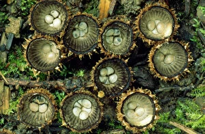 Striate Bird's-nest Fungus - growing on leaf mould in garden
