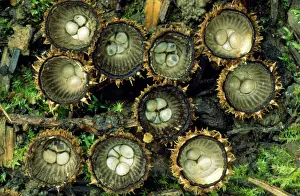 From Above Prints: Striate Bird's-nest Fungus - growing on leaf mould in garden