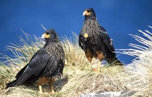 Images Dated 5th March 2007: Striated Caracara Falklands
