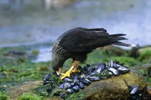 Mussel Prints: Striated Caracara - feeding on mussels - Falkland Islands