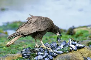 Mussel Prints: Striated Caracara (Johnny Rook) - feeding on mussels