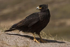 Images Dated 18th June 2010: Striated Caracara or Johnny Rook (Phalcoboenus)