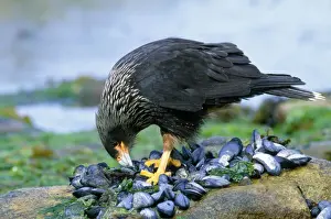 Mollusc Prints: Striated Caracara / Jonny Rook - feeding on mussels