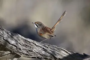 Striated Grasswren Near Uluru, Northern Territory, Australia. This bird at the Ayers Rock sunset viewing site