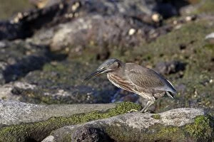 Images Dated 14th May 2008: Striated Green Heron of Galapagos