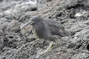 Striated Green Heron of Galapagos. Santiago island. Galapagos islands