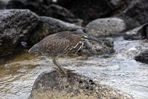 Images Dated 19th May 2008: Striated Heron