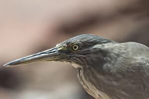 Images Dated 1st October 2004: Striated Heron - This bird was roosting among rocks at high tide when nearby mudflats were inundated