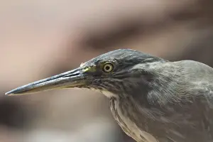 Striated Heron - This bird was roosting among rocks at high tide when nearby mudflats were inundated. Roebuck Bay, northern Western Australia. Confined to coastal regions of northern and eastern Australia and sometimes adjacent wetlands