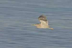 Striated Heron - In flight