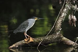 Images Dated 24th September 2008: Striated Heron / Green