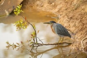 Images Dated 13th July 2010: Striated Heron / Green-backed Heron - adult perched