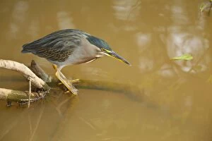 Images Dated 13th July 2010: Striated Heron / Green-backed Heron - adult perched
