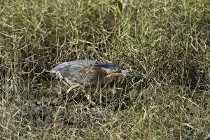 Striated Heron / Mangrove Heron - creeping through marine vegetation