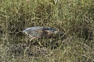 Striated Heron / Mangrove Heron - creeping through marine vegetation Striated Heron / Mangrove Heron - creeping through marine vegetation