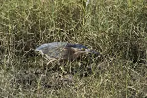 Striated Heron / Mangrove Heron - creeping through marine vegetation At Cairns esplanade, Queensland, Australia