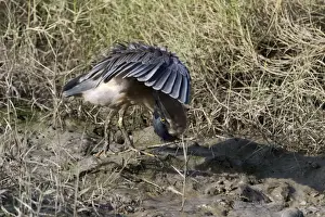 Striated Heron / Mangrove Heron - preening At Cairns esplanade, Queensland, Australia