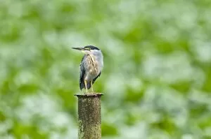 Images Dated 5th December 2008: Striated Heron - on post - water treatment plant