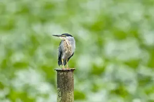 Trinidad Prints: Striated Heron - on post - water treatment plant - Trinidad