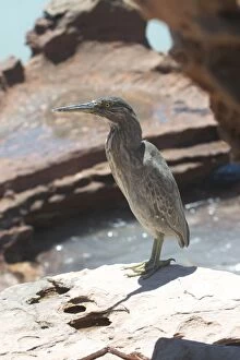 Images Dated 1st October 2004: Striated Heron Roebuck Bay, northern Western Australia. Confined to coastal regions of northern