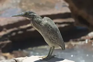 Striated Heron Roebuck Bay, northern Western Australia. Confined to coastal regions of northern and eastern Australia and sometimes adjacent wetlands. Commonly near mangroves. Often secretive but will forage along channels in mudflats