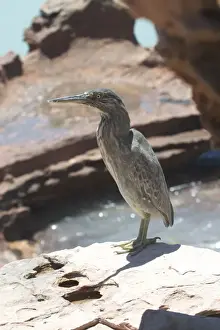 Striated Heron Roebuck Bay, northern Western Australia. Confined to coastal regions of northern and eastern Australia and sometimes adjacent wetlands. Commonly near mangroves. Often secretive but will forage along channels in mudflats