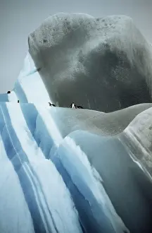 Penguin Prints: Striated Iceberg - Jade to blue with Chinstrap Penguins - Antarctica