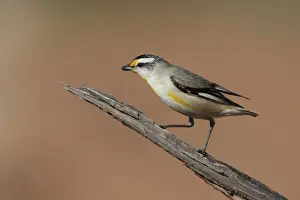 Pardalote Prints: Striated Pardalote At Apatula Aboriginal Community, Finke, Northern Territory, Australia