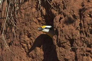 Images Dated 19th April 2004: Striated Pardalote - Emerging from nest hole. This race was previously known as a full species