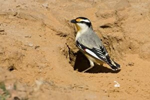 Striated Pardalote - At the entrance to a nest hole still in the process of being dug