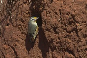 Images Dated 19th April 2004: Striated Pardalote - At nest site. This race was previously known as a full species named