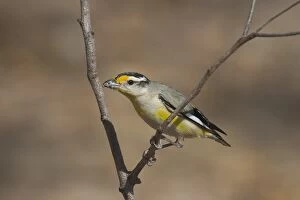 Images Dated 28th August 2004: Striated Pardalote - The various races of Striated Pardalote are found right throughout Australia