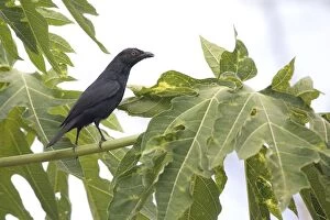 Images Dated 1st November 2007: Striated Starling Endemic to mainland New Caledonia and the Loyalty Islands