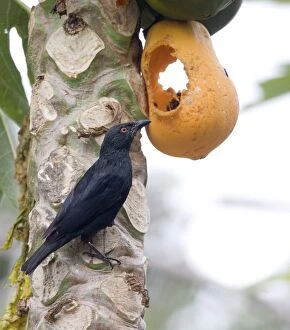 Images Dated 1st November 2007: Striated Starling feeding on pawpaw Endemic to mainland New Caledonia and the Loyalty Islands