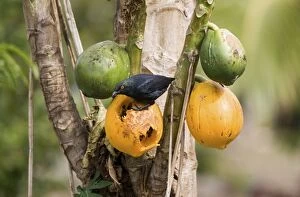 Images Dated 1st November 2007: Striated Starling feeding on pawpaw Endemic to mainland New Caledonia and the Loyalty Islands