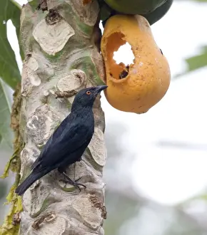 Striated Starling feeding on pawpaw Endemic to mainland New Caledonia and the Loyalty Islands. Inhabits forest edges, gardens, secondary growth and coconut plantations. Feeding on a pawpaw on the Island of Pines (Ile des Pins)