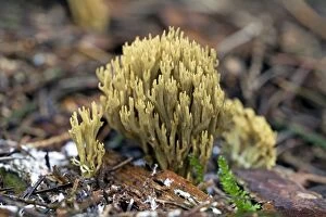 Strict-branch Coral Fungus - growing on woodland