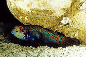 The striking colours and markings of the mandarinfish (Synchiropus splendidus) make it one of the most highly prized species for home aquariums. Great Barrier Reef Marine Park, Queensland, Australia (aquarium shot)