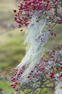 Hawthorn Prints: String of Sausages Lichen - Bodmin Moor - Cornwall - UK