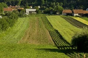 Arable Gallery: Strip farming arable fields in Aita Mare near Brasov, Transilvania, Romania