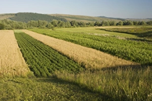 Images Dated 8th July 2007: Strip fields in fragmented ownership. Saxon village area, Transylvania, Romania