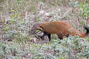 Images Dated 29th April 2014: Stripe-necked Mongoose