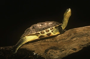 Images Dated 14th February 2008: Stripe-necked Turtle China, Vietnam, Laos