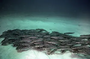 Striped Catfish