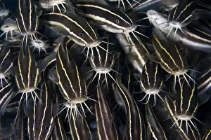 Schools Prints: Striped Catfish - Indonesia