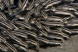 Images Dated 12th September 2007: Striped Catfish - Red Sea