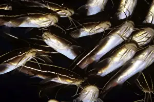From Below Prints: Striped Catfish - ventral view